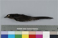 藏品(大卷尾)的圖片